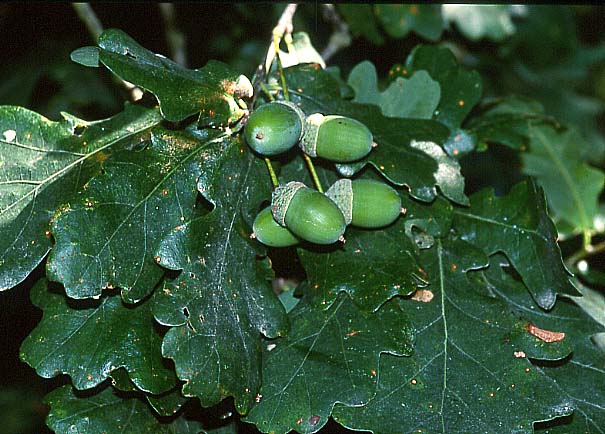 Alcune Querce ...